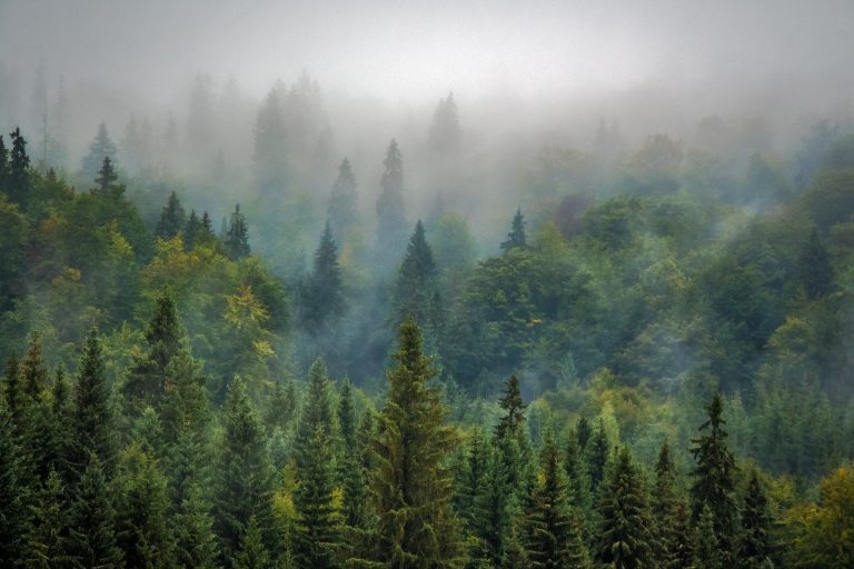 Grüne Kreistagsfraktion will Biosphärengebiet zum Schutz des Altdorfer Waldes
